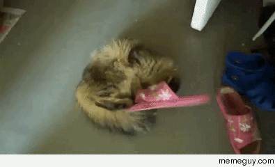 I immediately regret this decision - Cat