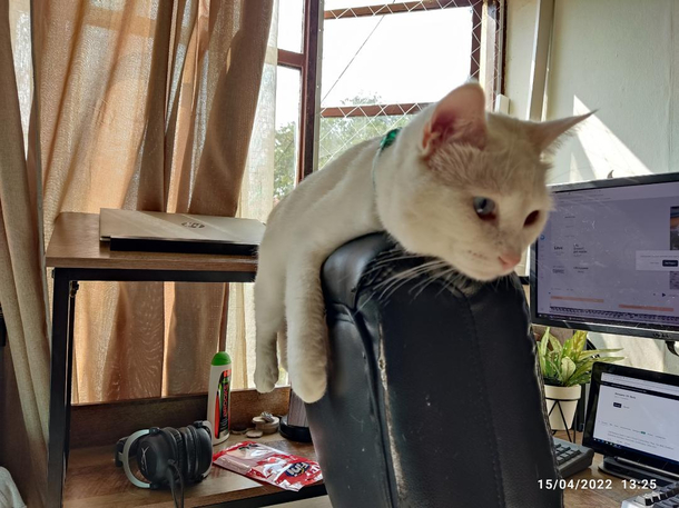 I introduce you Maglev Cat