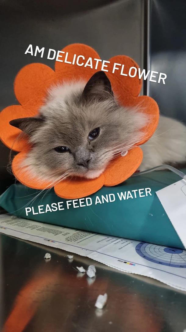 I is flower