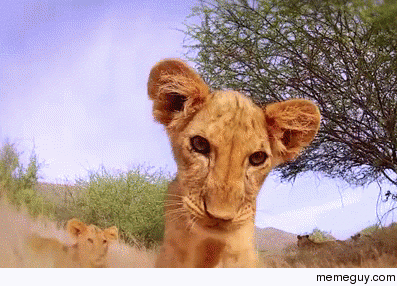 I Just Cant Wait To Be King