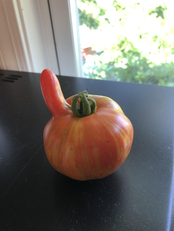 I just picked this tomato from my garden this afternoon Probably not gonna use it to make sauce Not ready to be pregnant again yet OC