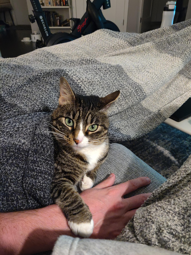 I just tried to hold my husbands hand and my cat was not pleased about it