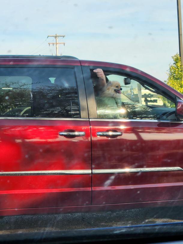 I just wanted to take a picture of your cute dog bro 