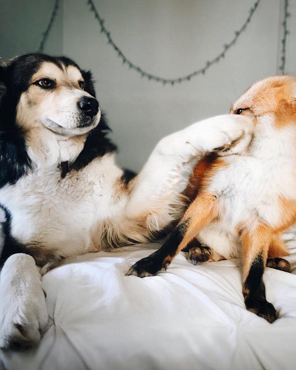 I keep telling you Karen this isnt a dog