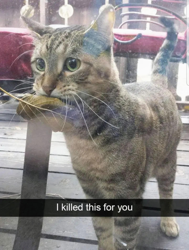 I kills dis for you
