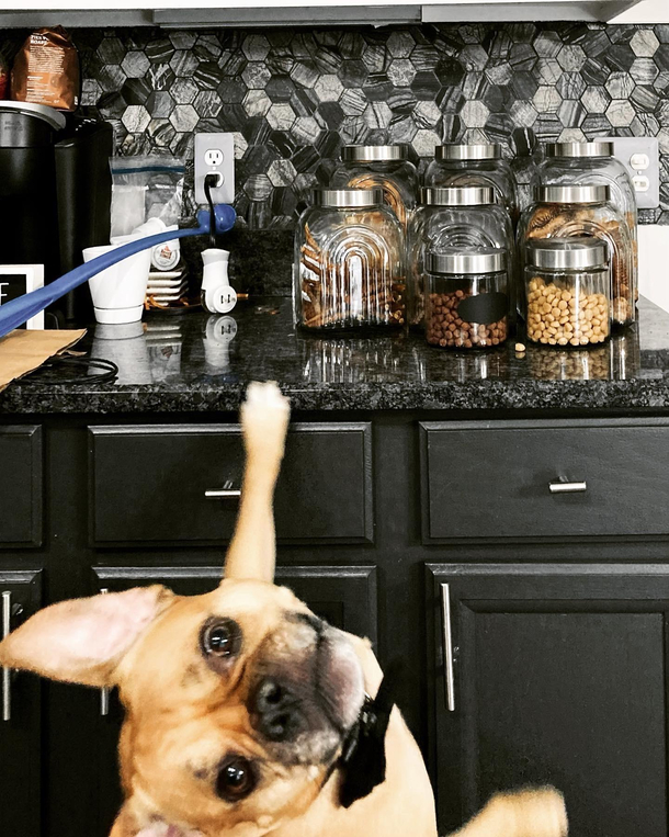I knew putting all these treats on the counter was a bad idea