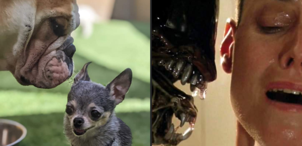 I knew the photo I took of my dog reminded me of something