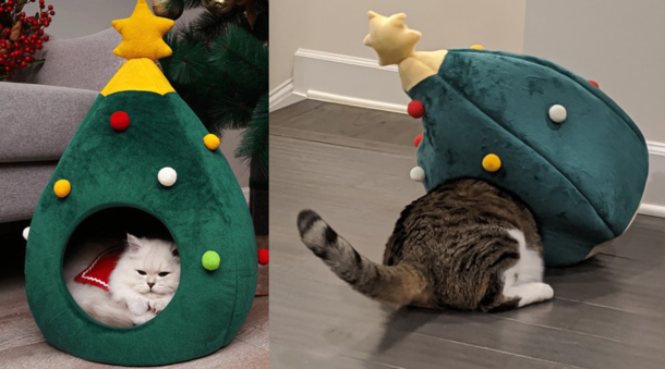 I know hes a big cat thats why I ordered the Large size