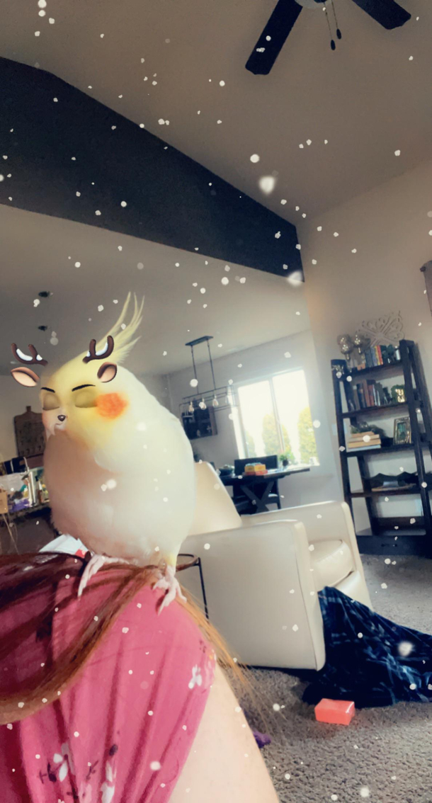 I know someone posted Snapchat filters work on cats it also works on birds Meet Sunny