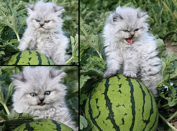 I know this is a repost but I just wanted to point out that this watermelon cat is Jack Black in a cats body