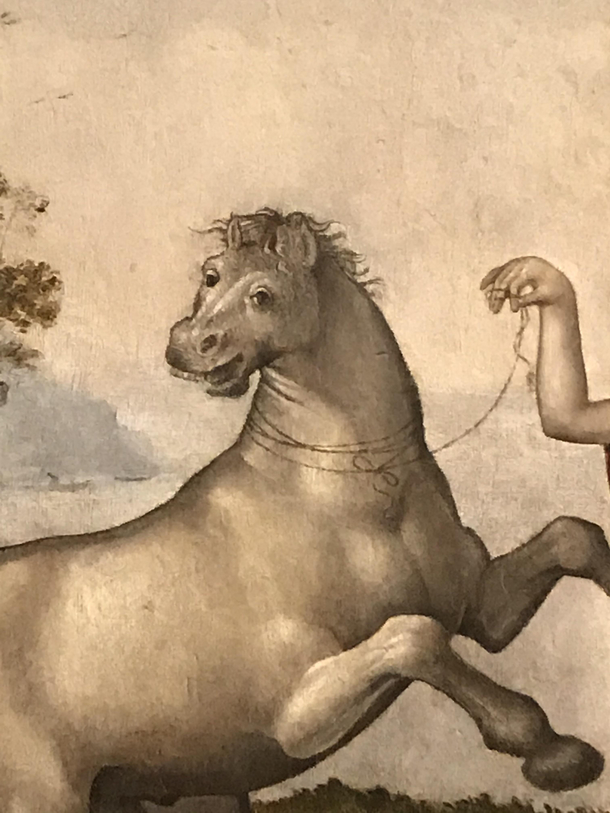 I know what a horse looks like