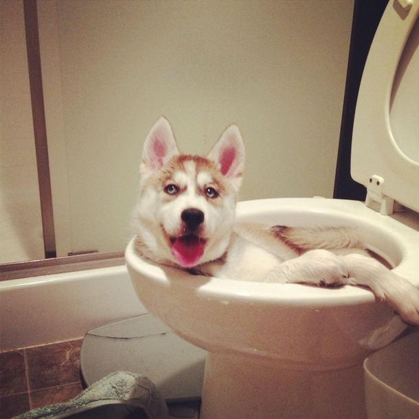 i left my baby husky alone for a minute and i come back to this D