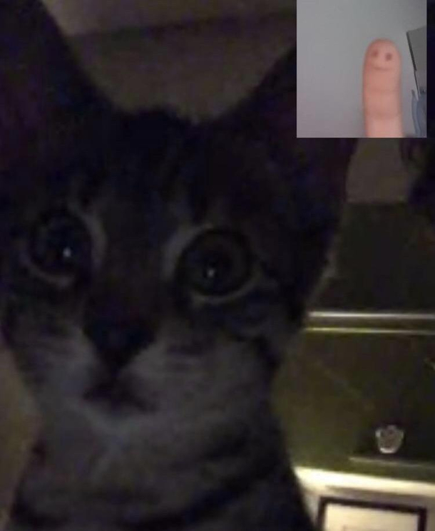 I left my cat and my girlfriend alone in a facetime call