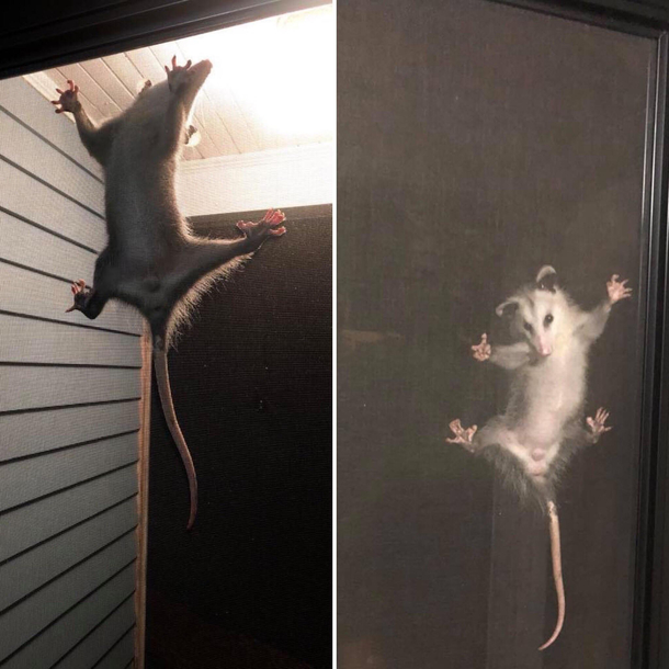 I left some cake sitting right by my back door and nature called