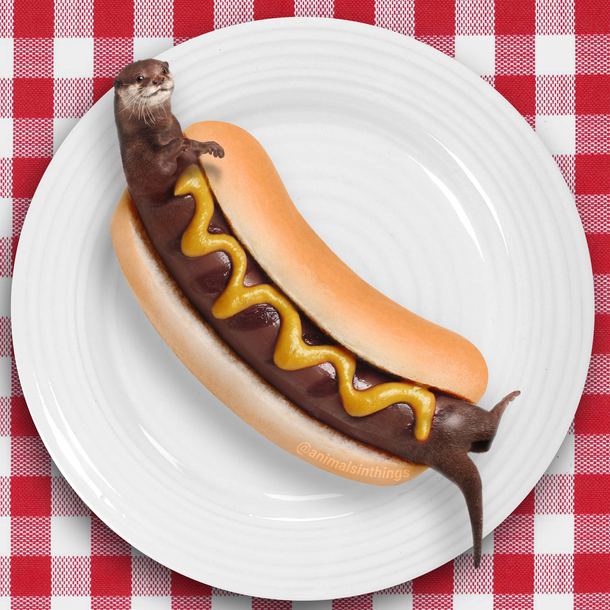 Thread jack thread…or something. IDK - Page 2 I-like-to-photoshop-animals-into-random-things-heres-an-otter-and-a-hot-dog-hybrid-440619