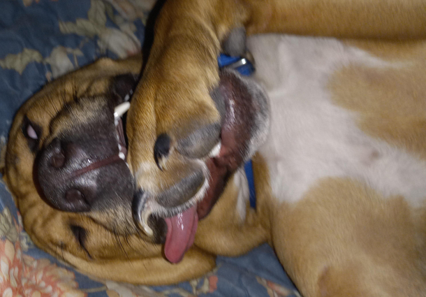 I look over to see my dog asleep like this