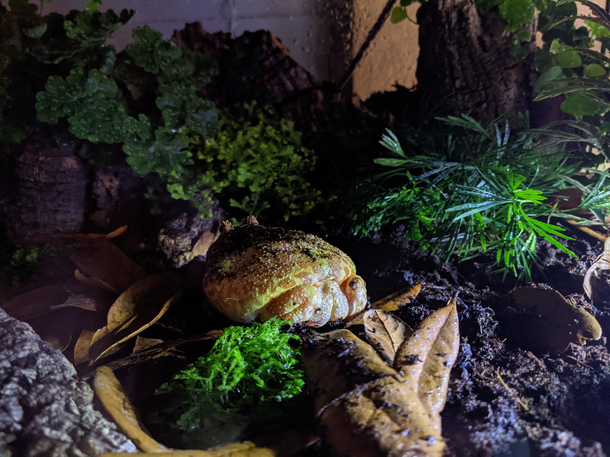 I looked into my frogs tank and saw a full moon