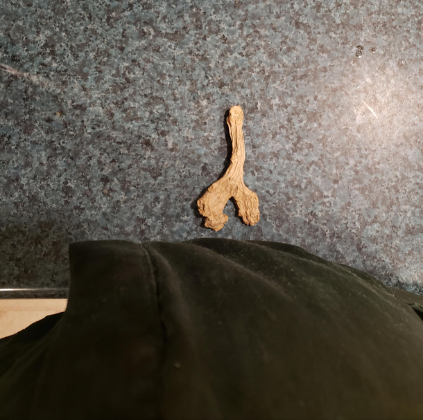 I lost my ginger root for  months and finally found it It feels smaller than I remember 