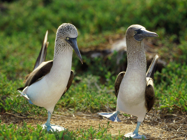 I love Boobys