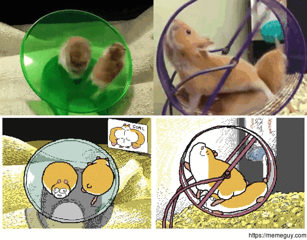 I love hamsters