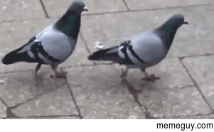 I love how birbs walk