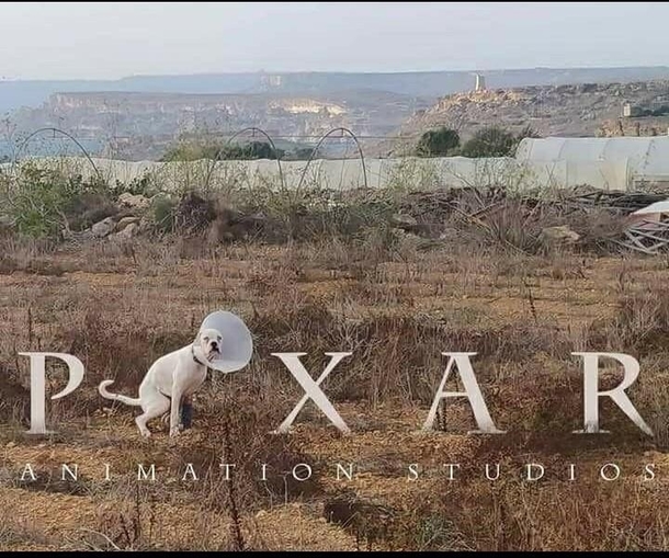 I love pixar animation studios so does this dog