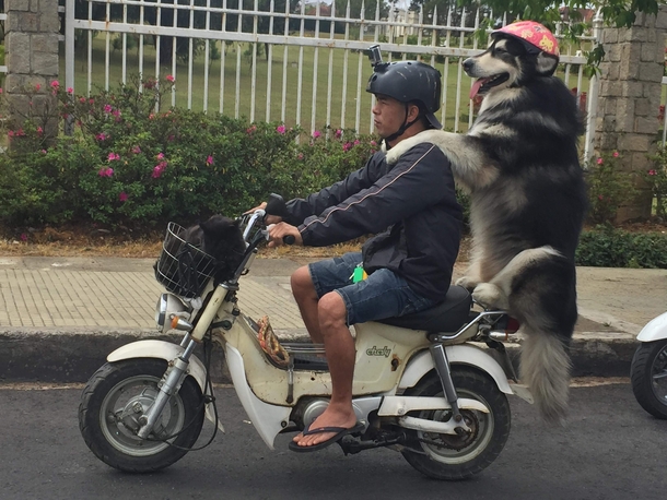 I love Vietnam His name is Lucky theres also a cat in the basket