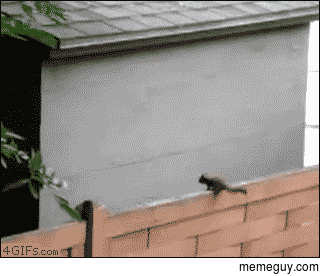 I love when animals do this