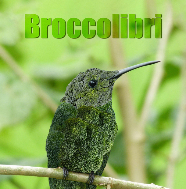 I made a Broccolibri because why not    