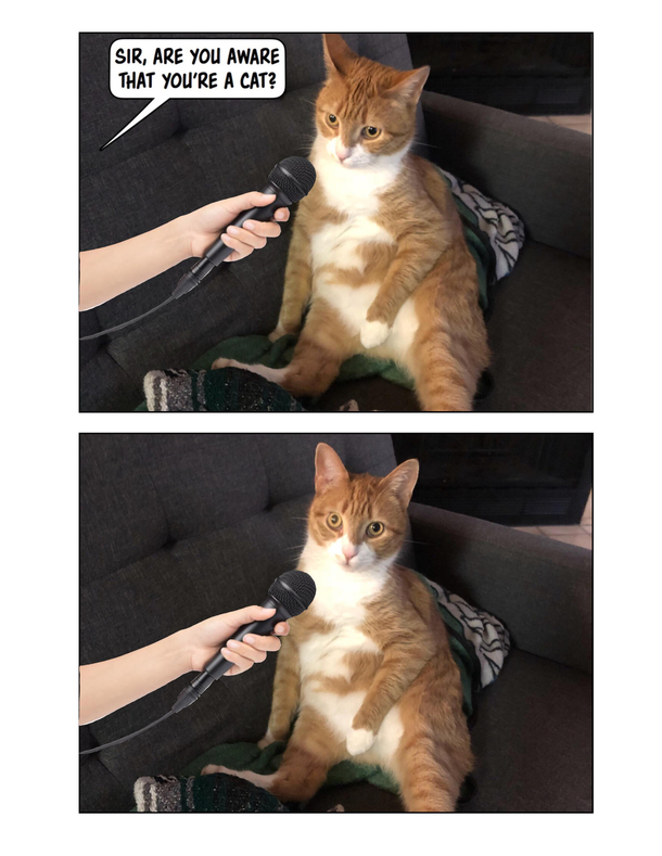 I made a comic of my cat based on a comic I saw of someone elses cat