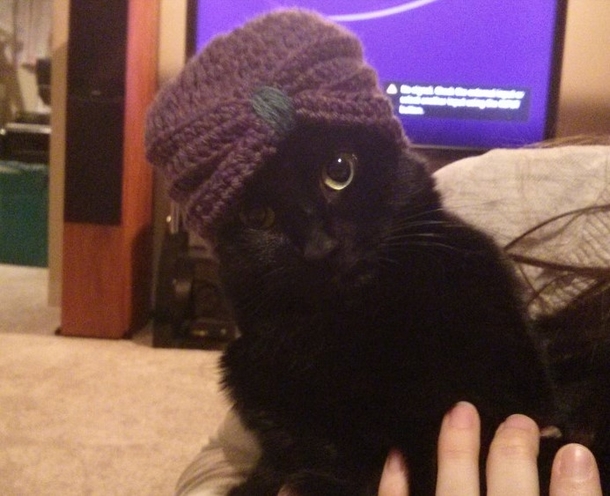 I made a tiny turban for a friends baby tried it out on the cat first