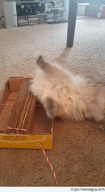 I made my cat a thing and I think he likes it