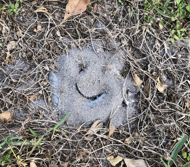 I may have located the worlds happiest ant colony
