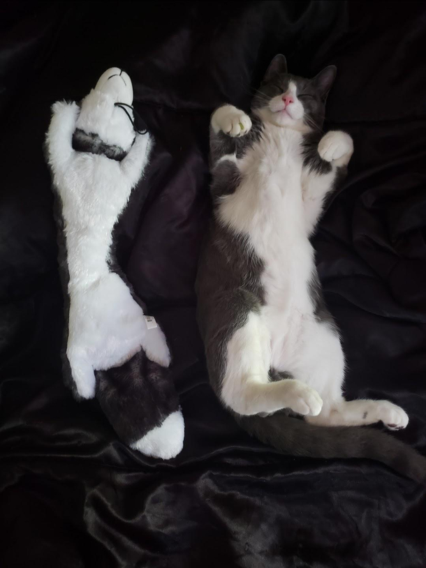 I may have to buy a new dog toy for my cats sake