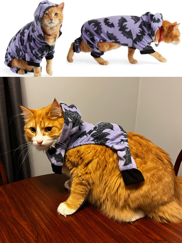 I may have underestimated the size of my cat