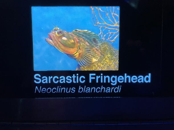 I met my spirit animal at the aquarium yesterday yes its a real fish