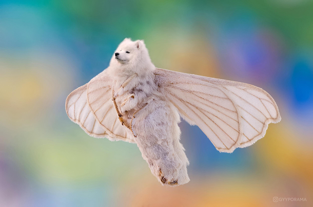 I mixed a dog with a moth to create a Doth Or a Mog