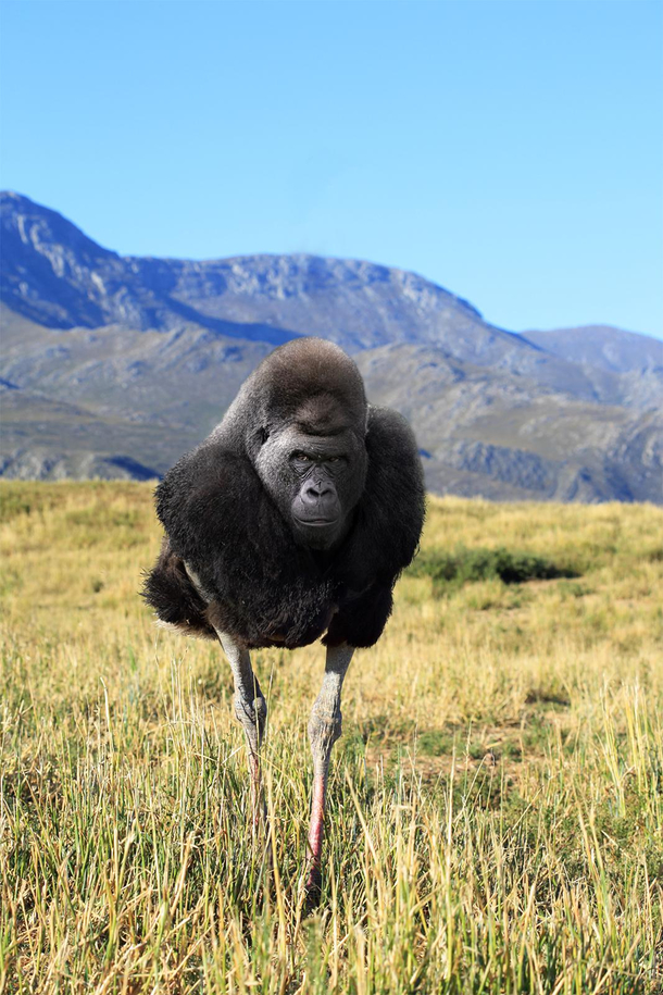 I mixed a gorilla with an ostrich for your amusement