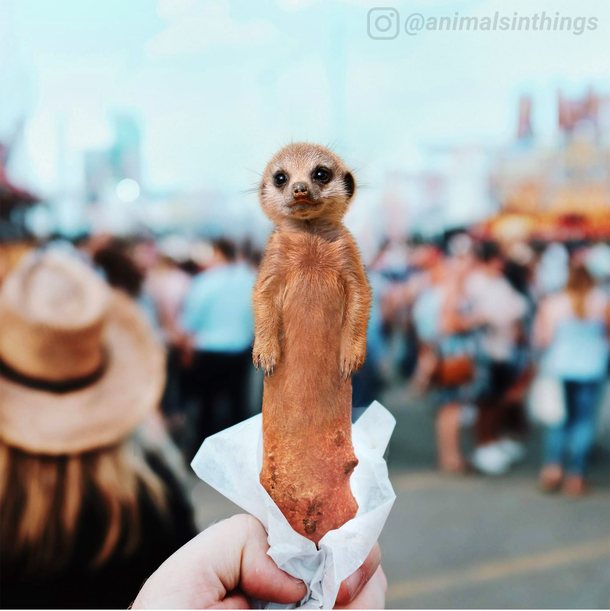 I mixed a Meerkat with a Corndog I present to you a Meerdog