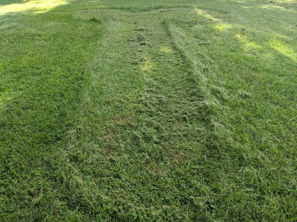 I mowed a pp in my lawn because a stranger on the internet asked me to
