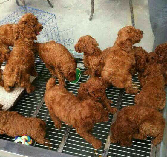 I must be hungry but these puppies look like fried chicken