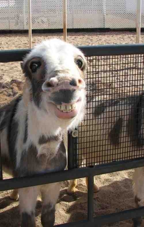 I named him Sherbert