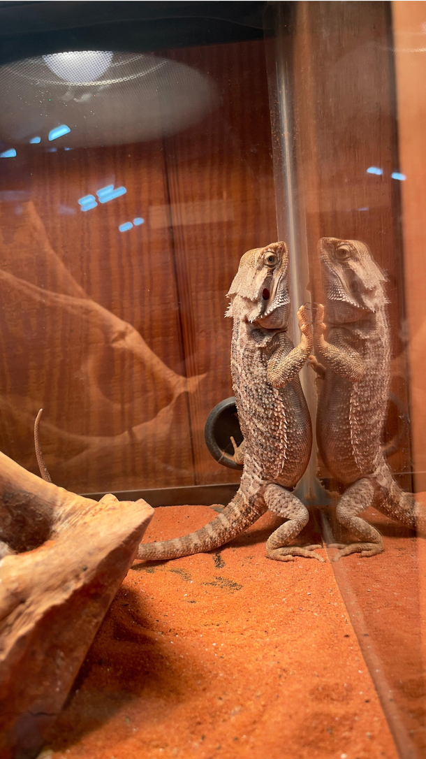 I need a good caption for this looking at the man in the mirror was my first thought