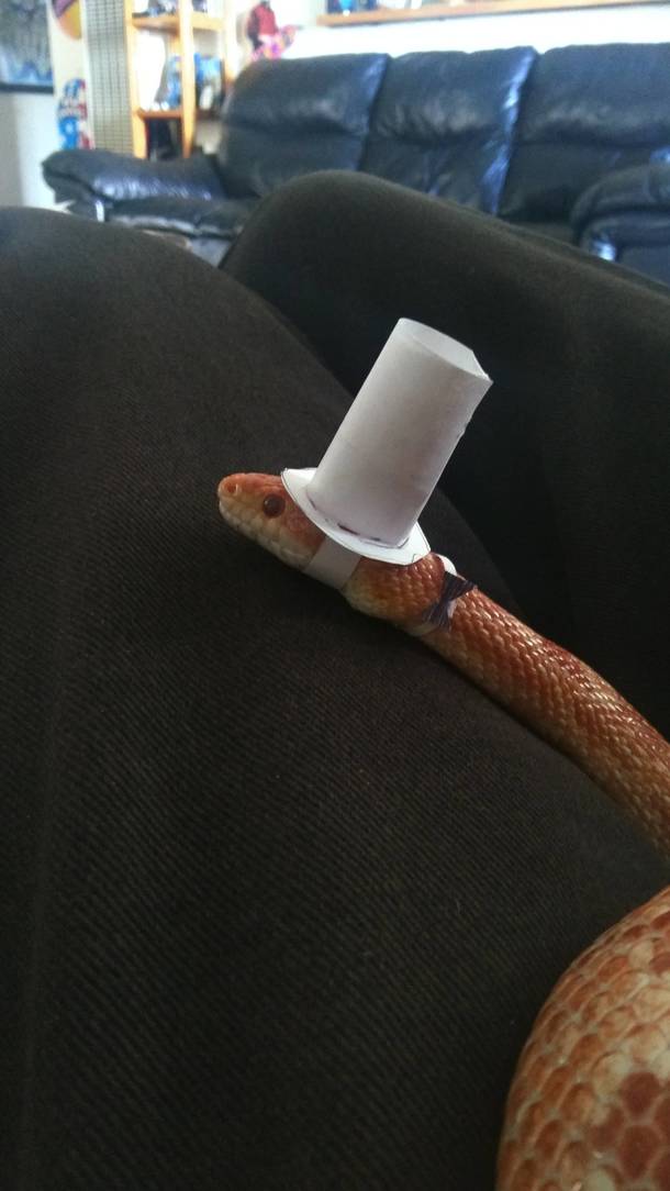 I need to get out My snake ready for our fancy dinner tonight
