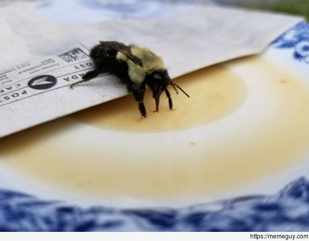 I never knew bees had such long tongues