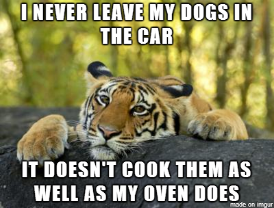 I never leave my dogs in the car