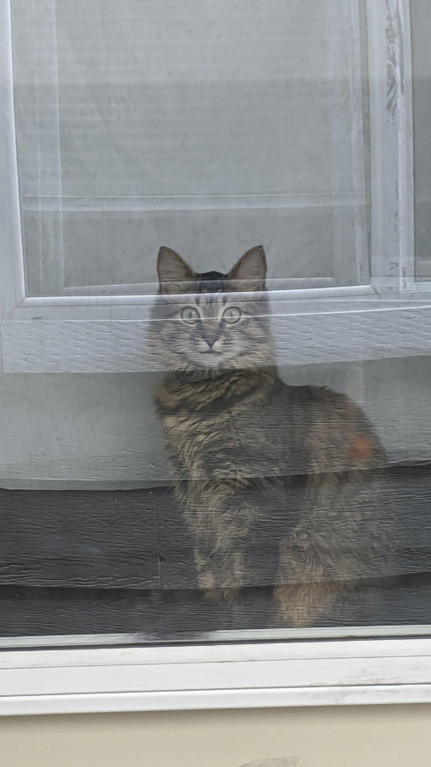 I noticed a cat in the next apartment over acting excited about its owner coming home then it caught me spying and went all crazy eyes on me