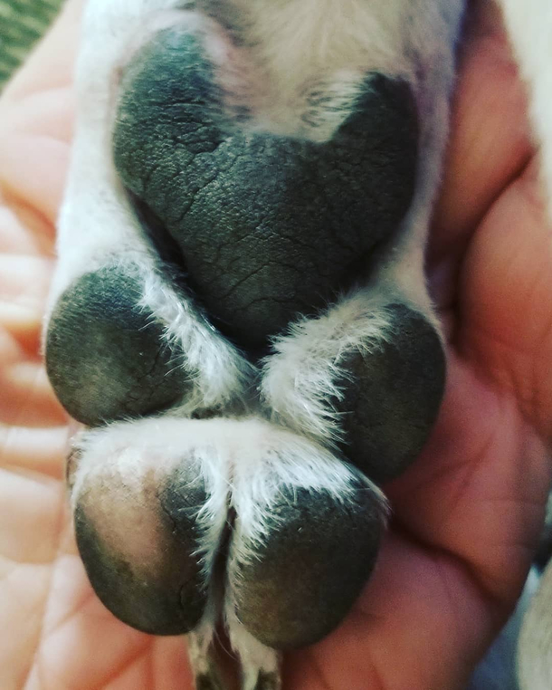 I noticed my dogs paw looks like a teddy bear and now I cant unsee it