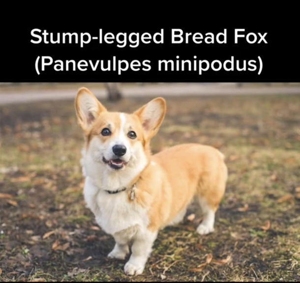 I now will only call Corgis a Stump Leg Breadfox