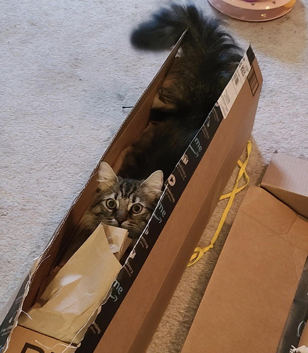 I ordered a Lifelike Cat Stuffed Animal from Amazon Opened the box to find an actual Cat